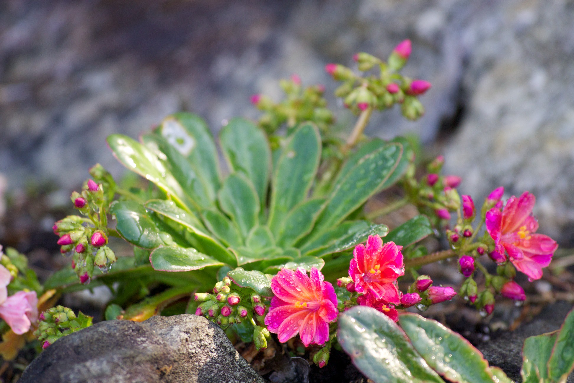 <p>Siskiyou lewisia - <em>Lewisia cotyledon</em></p>