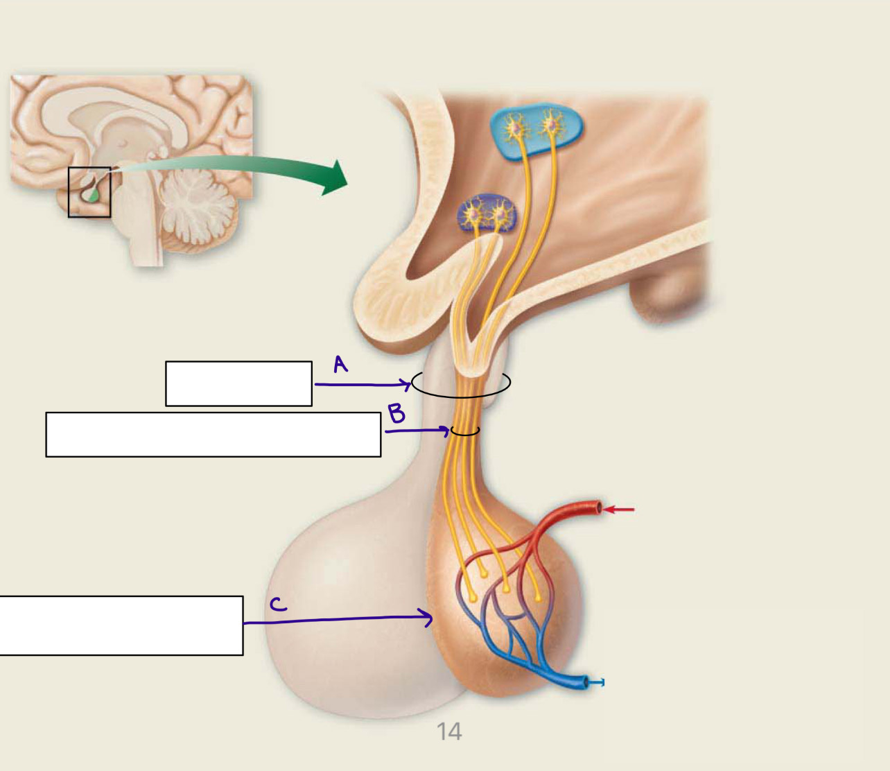 <p>Identify structure B</p>