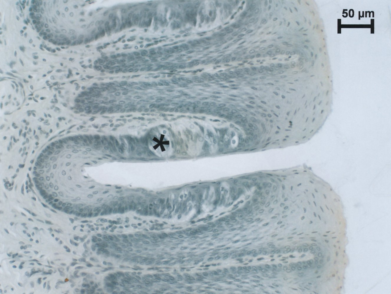 <p>B. Taste stimuli</p>