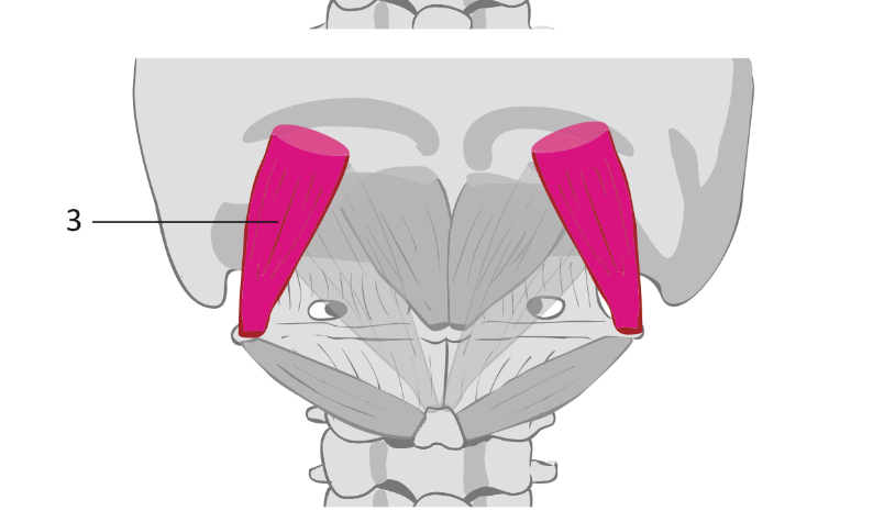<p>what muscle is this </p>