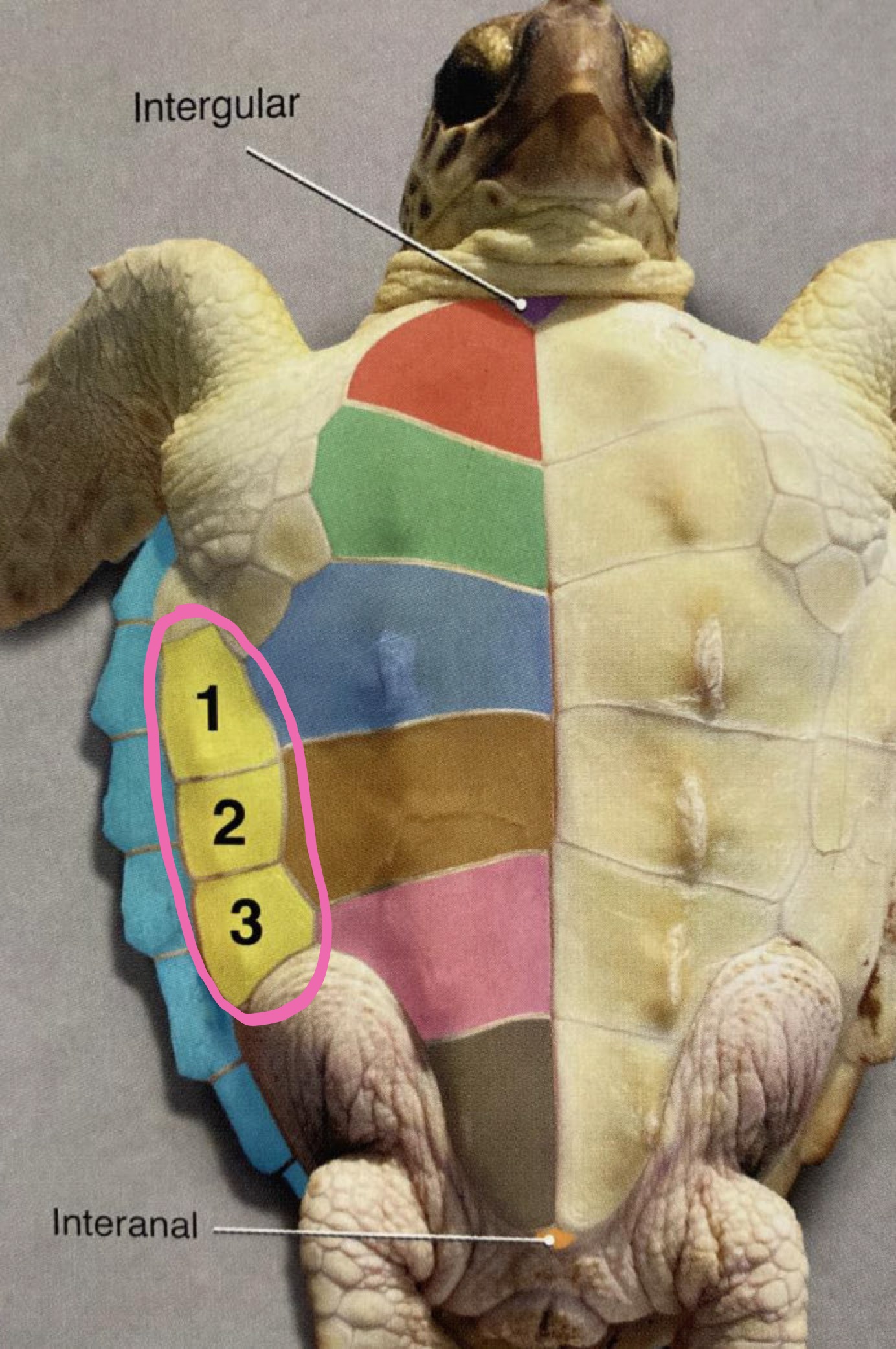 <p>Label the figure</p>