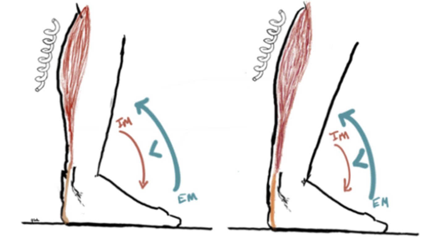 <p>IM: Plantarflexion (Gastroc and soleus)</p><p>EM: Dorsiflexion</p><p>IM</p>