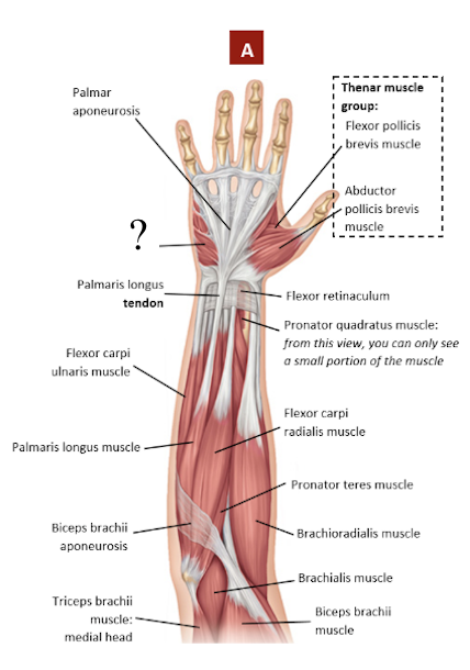 <p>mass of muscles at the base of the little finger</p><ul><li><p>concerned with the little finger’s precise movements </p></li></ul><p></p>