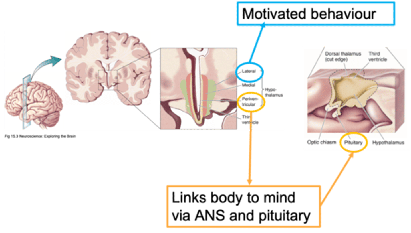 <p>The hypothalamus has __ major nuclei</p>