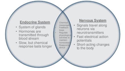 <p><mark data-color="red">Endocrine system: overview</mark></p><p>Can you label, describe and explain what this diagram is/shows?</p>