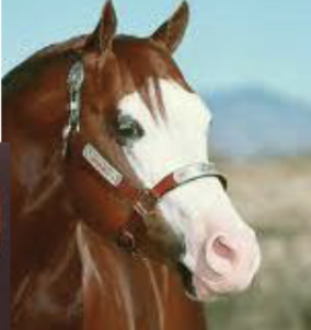 <p>What facial marking is this?</p>