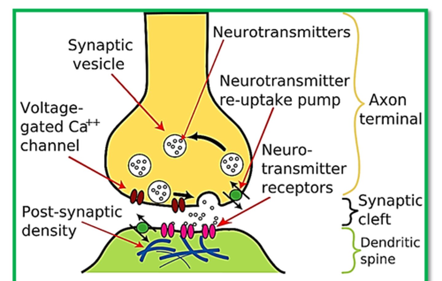 <p>Synapse: represents the junction where one neuron communicates with another neuron. Neurotransmitters diffuse across here.</p>