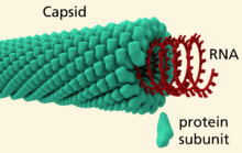 <p>capsid </p>