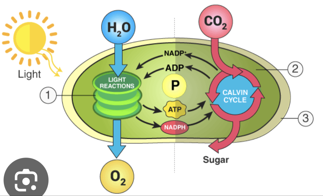 <p>Light Reaction</p><ul><li><p>in thylakoids</p></li><li><p>uses photosynthetic pigments</p></li><li><p>splits H<sub>2</sub>O and produces O<sub>2</sub> → creates <strong>ATP </strong>and <strong>NADPH</strong></p></li></ul><p>Calvin Cycle</p><ul><li><p>in stroma</p></li><li><p>uses ATP and NADPH from light reaction</p></li><li><p><strong>Carbon Fixation of CO<sub>2</sub>, </strong>produces <strong>sugars</strong></p></li></ul><p></p>