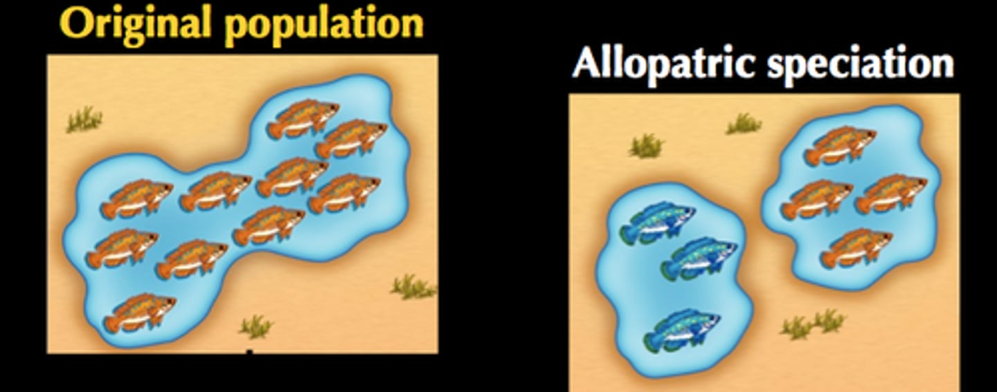 <p>The formation of new species in populations that are geographically isolated from one another.</p><p>Ex: Seperated by a river</p>