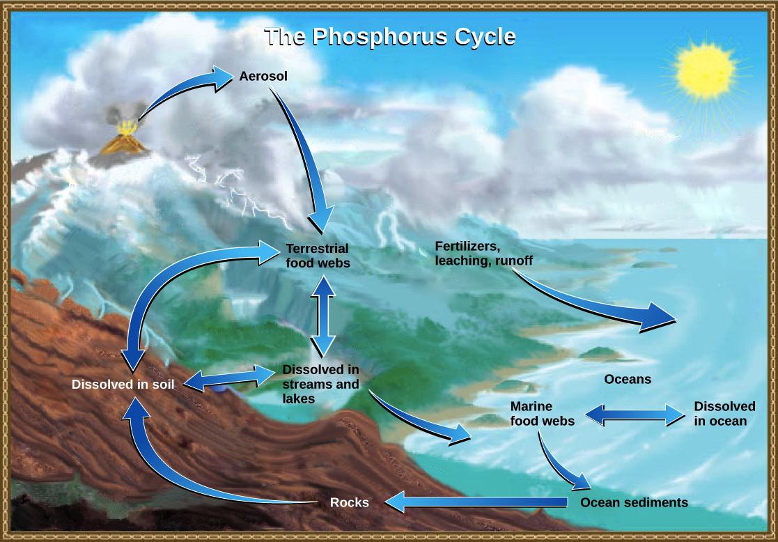 <p>The biogeochemical cycle that describes the movement of phosphorus through the lithosphere, hydrosphere, and biosphere, essential for DNA, RNA, and ATP. </p>