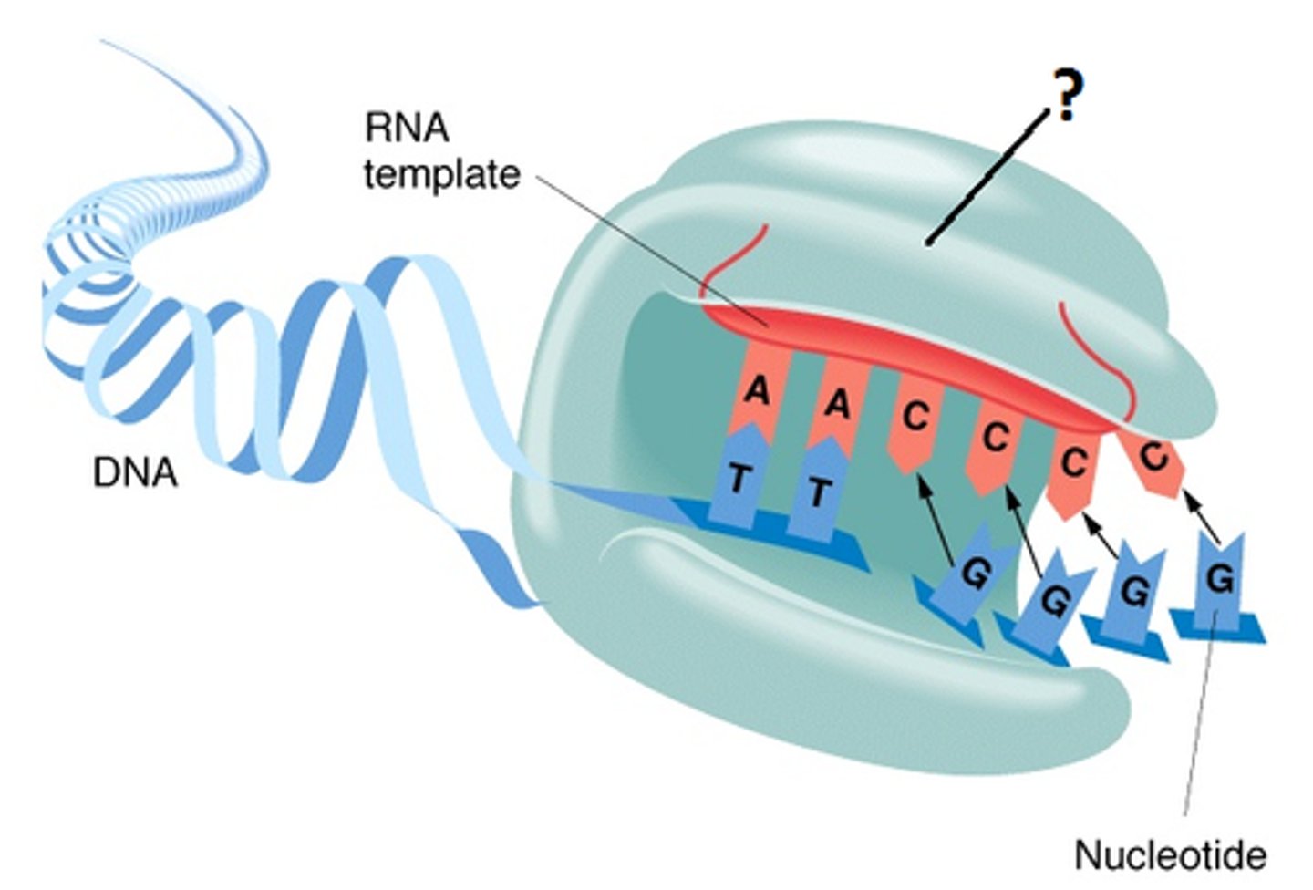 <p>An enzyme that extends telomeres, preventing their shortening during DNA replication.</p><p>- maintain length of telomere by adding DNA to end</p>