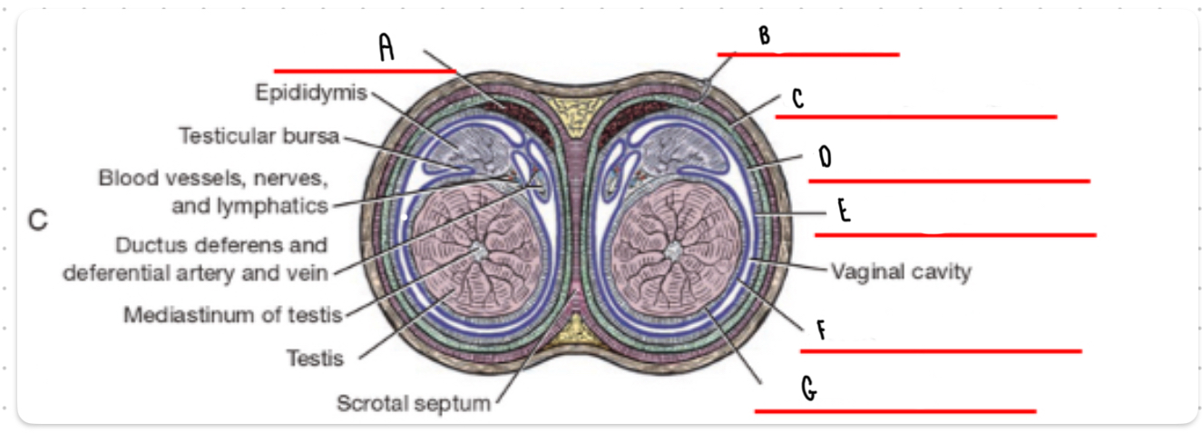 <p>What is the layer labeled C?</p>