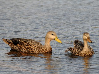 <p>Mottled Duck</p>