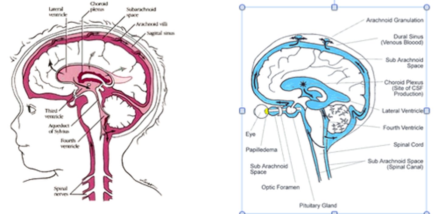 <p>1) brain ventricles, 2) central canal of spinal cord, 3) subarachnoid space</p>