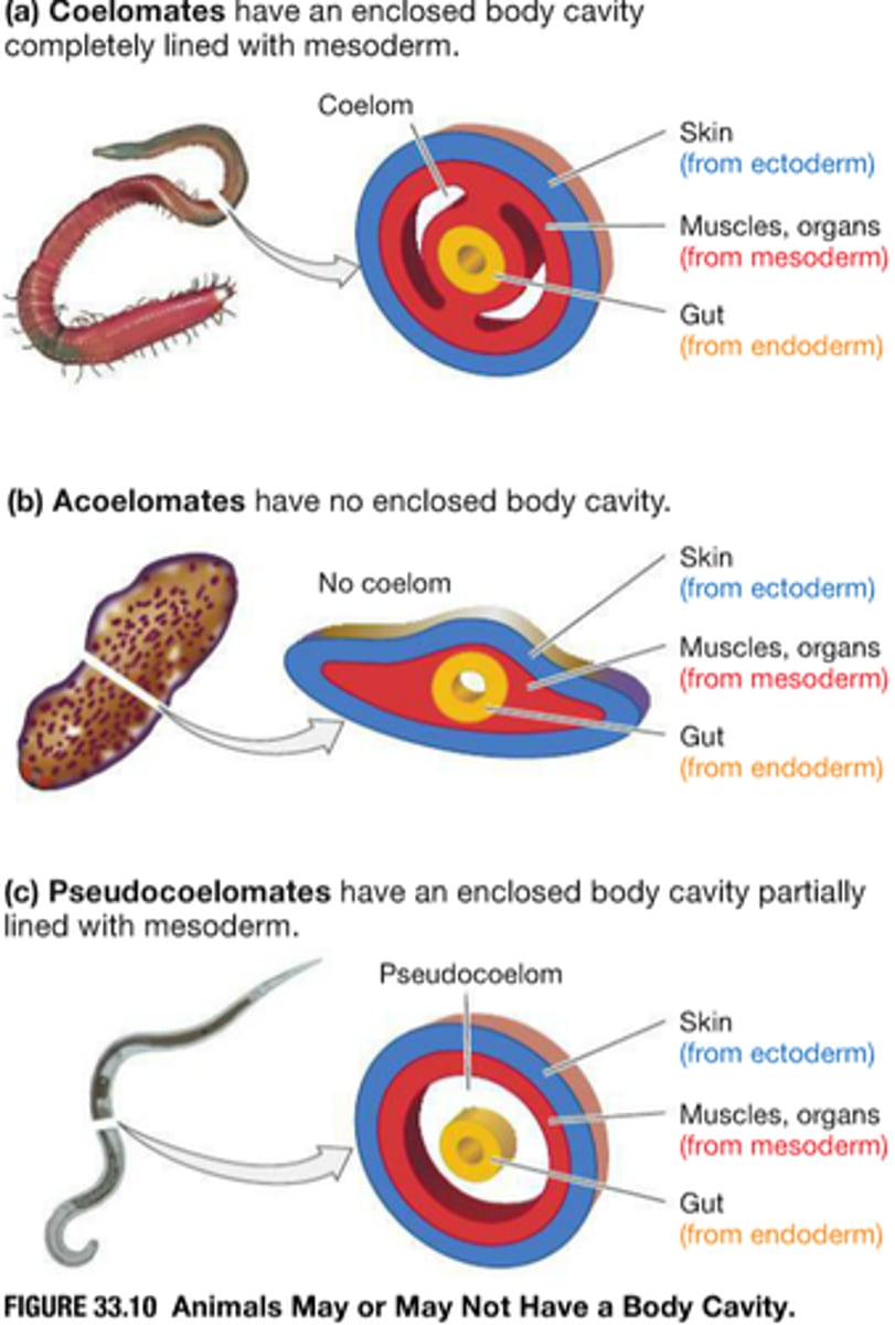 <p>➷ Coelom - fluid-filled space separating digestive tract from outer body wall</p><p>- found in tripoblasts because it's derived from the mesoderm</p><p>- cushions internal organs and allows them to grow independently of each other</p><p>- acoelomates have no coelom (flatworms, tapeworms, etc.)</p>