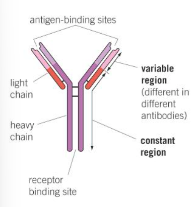 <p>Antibodies do <strong>not destroy </strong>antigens directly but <strong>prepare </strong>antigen for destruction:</p><ul><li><p>cause <strong>agglutination </strong>of bacterial cells - clumps of bacterial cells are formed making it easier for phagocytes to locate them</p></li><li><p>serve as <strong>markers </strong>that stimulates phagocytes to engulf the bacterial cells to which they are attached</p></li></ul><p></p>