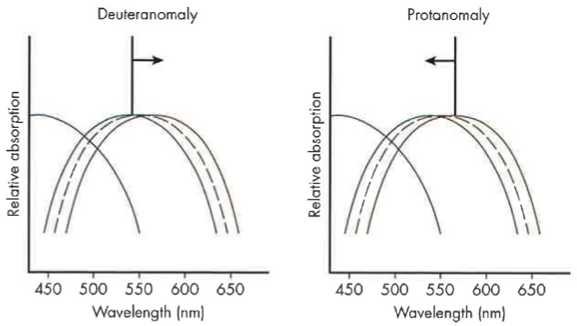 <p>Deuteranomalous Trichromats </p>