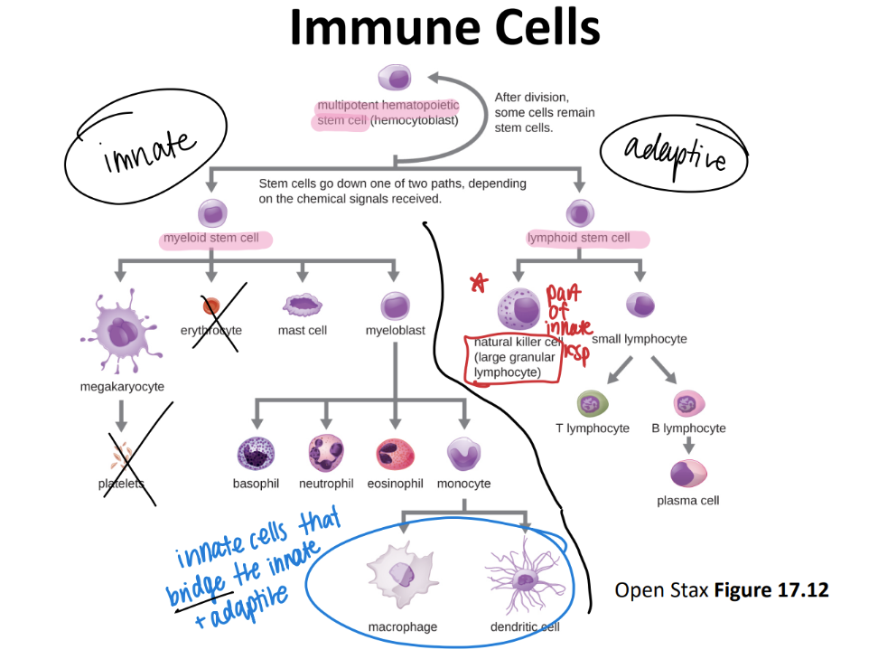<p>macrophages + dendritic cells</p><p><u>present ANTIGENS</u> to the adaptive imm sys</p>