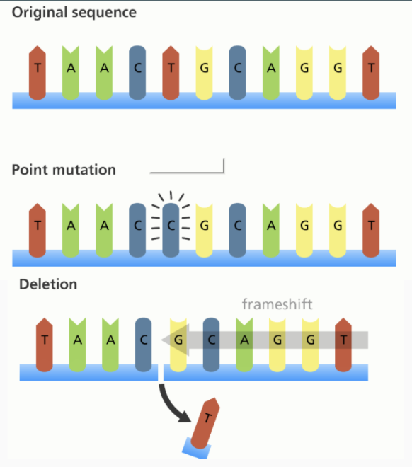 <p>involves insertion or deletion of a nucleotide in the DNA sequence</p>