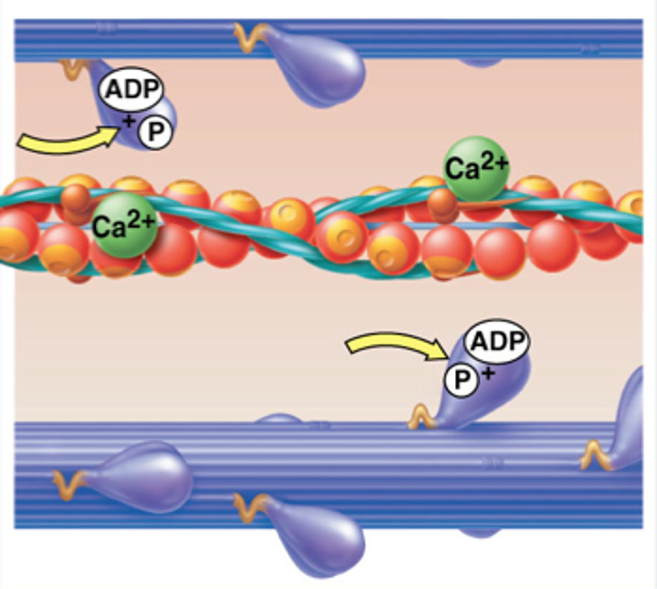 <p>thick filaments (blue) - pulls actin in towards middle</p>