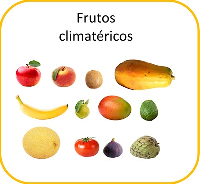 <p><span style="font-family: Arial, sans-serif">Su proceso de</span><span>&nbsp;</span>maduración sigue después de ser recolectada porque contienen etileno</p>