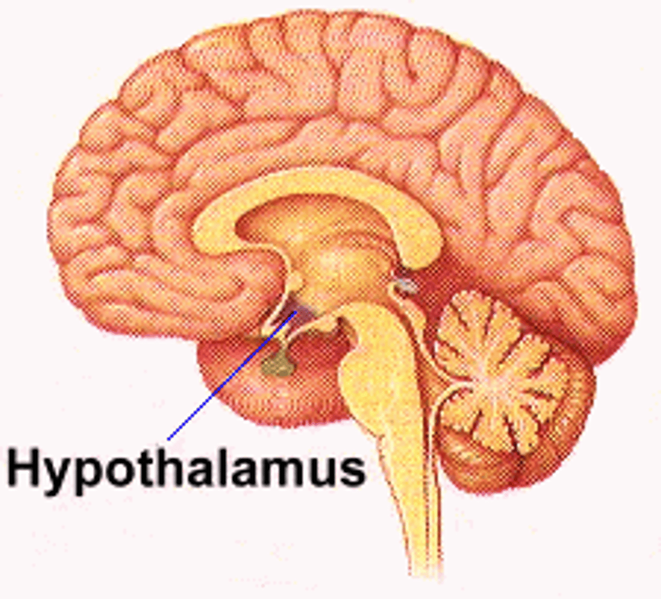 <p>A neural structure lying below the thalamus; it directs several maintenance activities (eating, drinking, body temperature)</p>