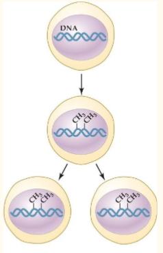 <p>What process is shown in the figure?</p><p>a) Epigenetic marking</p><p>b) Genotypic plasticity</p><p>c) Genomic mapping</p><p>d) Genomic imprinting</p><p></p>