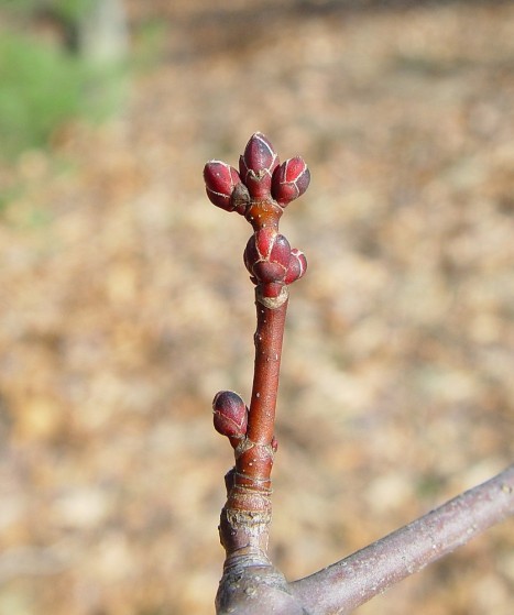 <p>red twigs buds and flowers, opposite palmate simple leaves, generalist</p>