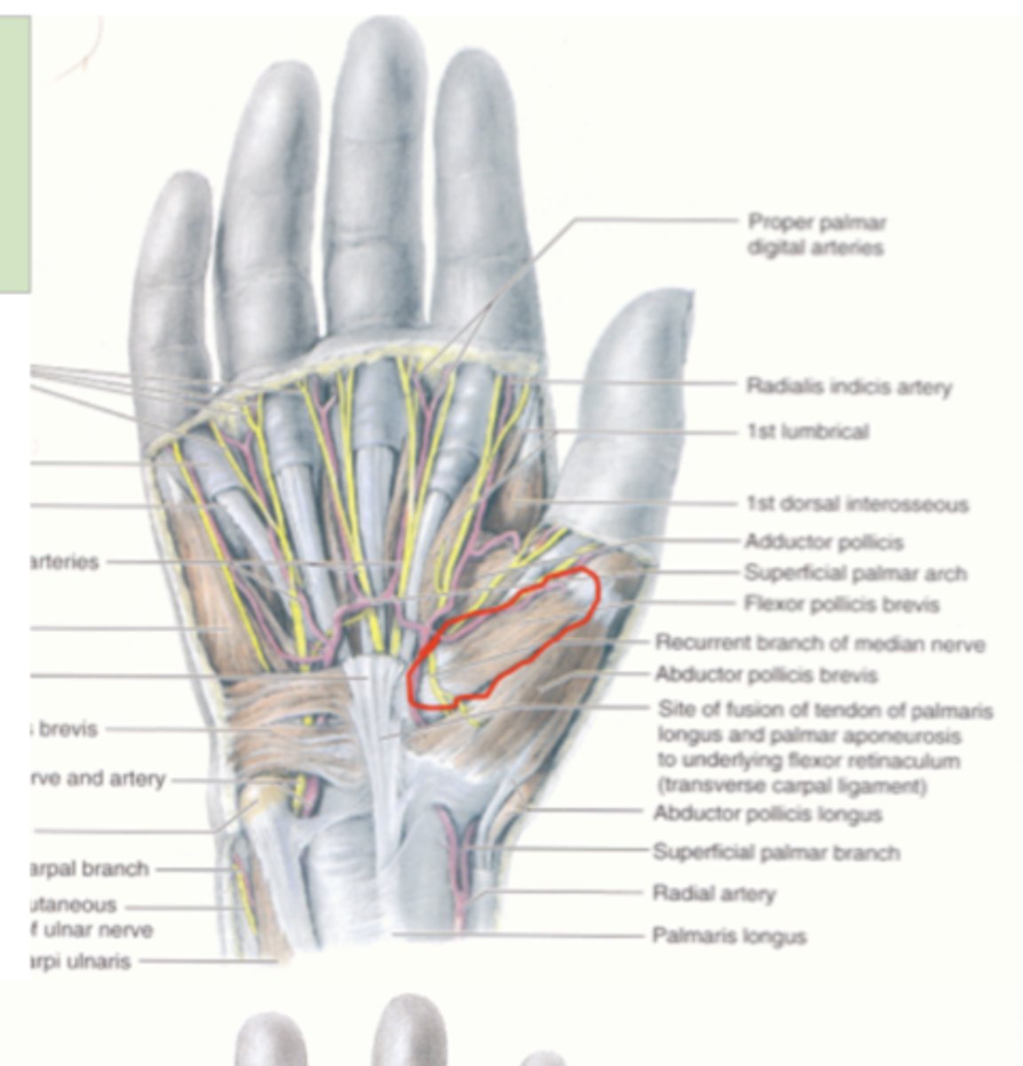 <p>proximally into the thenar area</p><p>2.5 thenar muscles</p>