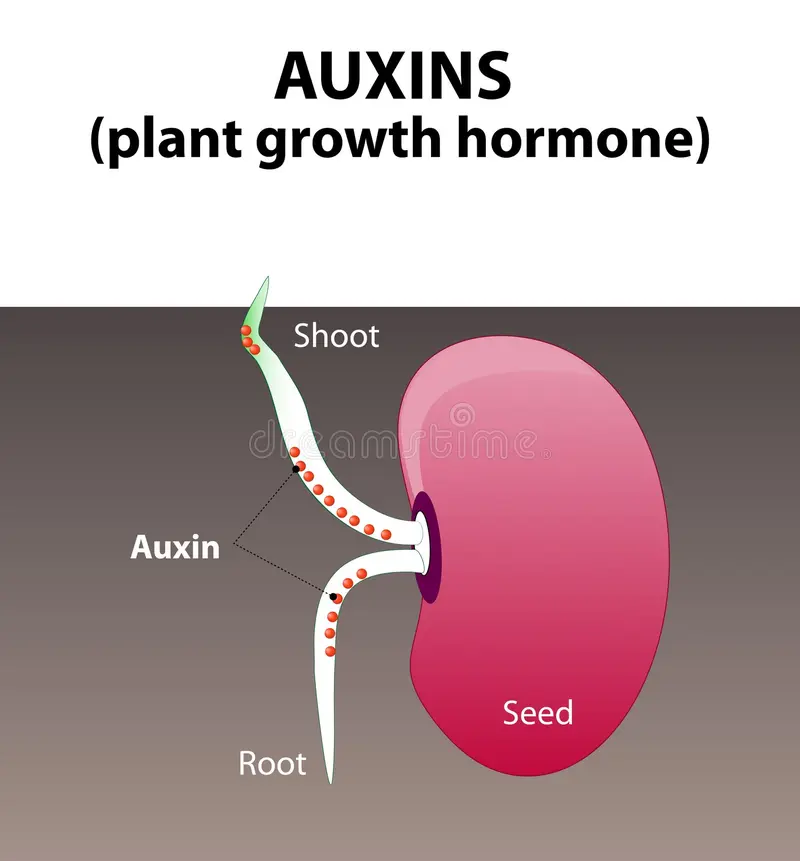 <p><span><span>promotes cell growth and differentiation especially on the tips of plants. Promotes<br>roots on unrooted cuttings.</span></span></p>
