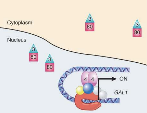 <ul><li><p>Gal4 is negatively regulated by Gal80. </p></li><li><p>Gal80 is negatively regulated by Gal3, the ultimate positive regulator, which is activated by the inducer, galactose (the ligand). </p></li><li><p>Activated Gal4 recruits the machinery necessary to alter the chromatin and recruit RNA polymerase. </p></li><li><p>Catabolite repression is mediated by a glucose-dependent protein kinase, Snf1</p></li></ul>