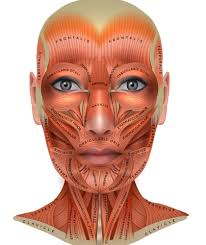 <p>Facial Muscles</p>