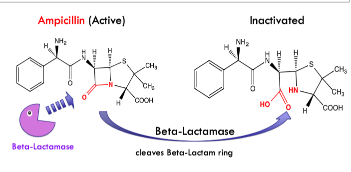 <ul><li><p>beta-lactamase gene is often encoded on a plasmid</p></li><li><p>beta-lactamase is secreted from cytoplasm to cleave beta-lactam ring on antibiotic like ampicillin to inactivate</p></li></ul><p></p>