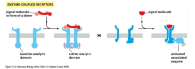 <ul><li><p class="Paragraph WhiteSpaceCollapse SCXP96311498 BCX8" style="text-align: left;"><span><span>Single-span transmembrane proteins</span></span><span style="line-height: 0px;"><span></span></span></p></li><li><p class="Paragraph WhiteSpaceCollapse SCXP96311498 BCX8" style="text-align: left;"><span><span>Cytosolic domain has intrinsic enzymatic activity or is associated with an enzyme</span></span><span style="line-height: 0px;"><span></span></span></p></li></ul><p></p>