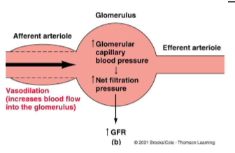 <ol><li><p>Decrease in arterial BP</p></li><li><p>Decrease in GFR</p></li><li><p>Afferent arteriole vasodilates</p></li><li><p>Increases glomerular capillary BP</p></li><li><p>Increases net filtration pressure</p></li></ol><p></p>