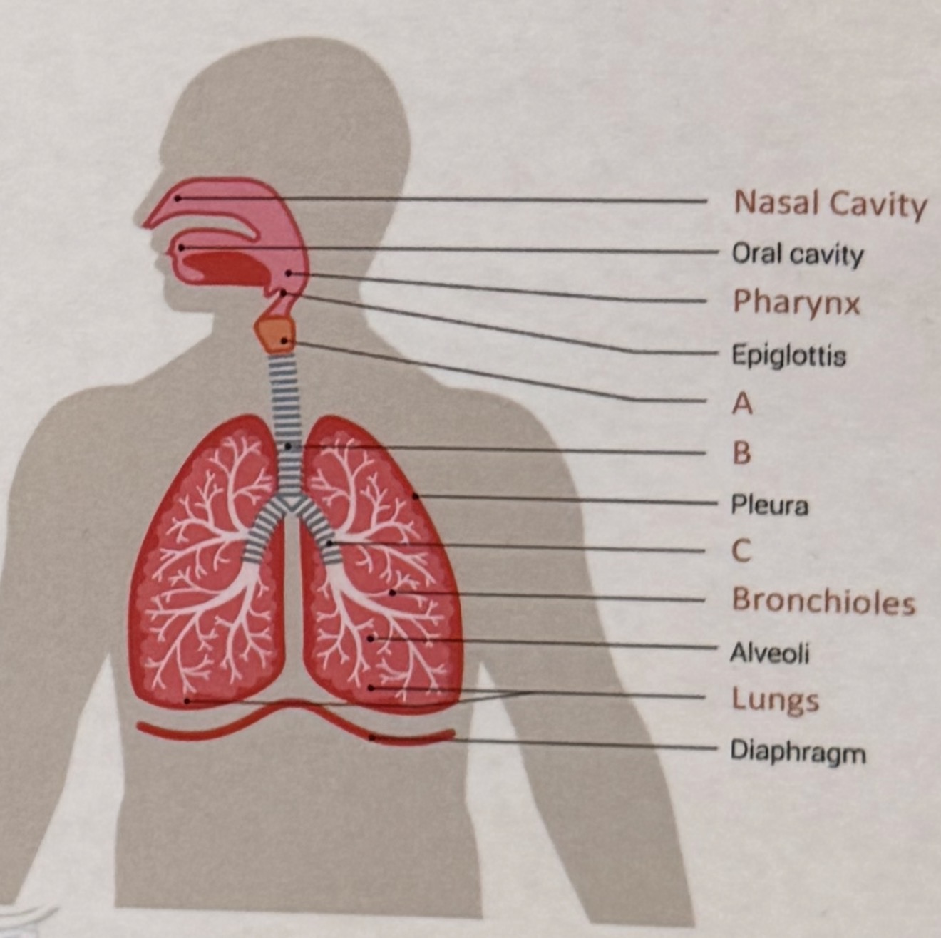 <p>What structures are labeled on A, B, C</p>