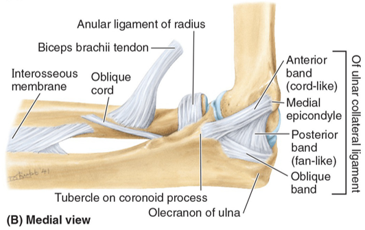 <p>Medial Collateral Ligament or Ulnar Collateral Ligament is comprised of 3 bands</p>