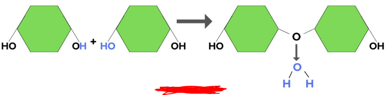 <p>The process by which monomers combine together in order to build polymers. In this process a hydroxyl group and hydrogen atom is lost (one hydroxyl from one monomer and a hydrogen from the other) thus creating an H2O molecule (hence the name _________ ________). The leftover missing bonds that were removed from the monomers to create the H2O molecule are then replaced by a bond between the monomers binding them together creating a polymer.</p>