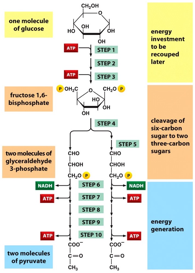 <p>Stage 1: Glycolysis </p>