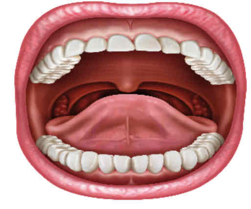 <p>The mouth</p>