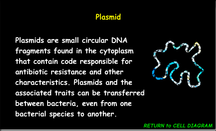 <p>A small, circular piece of DNA found in prokaryotic cells that can replicate independently of the chromosomal DNA, often carrying genes that confer advantageous traits.&nbsp;</p>