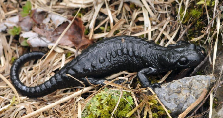 <p><span><span>Nordalpen</span></span></p>