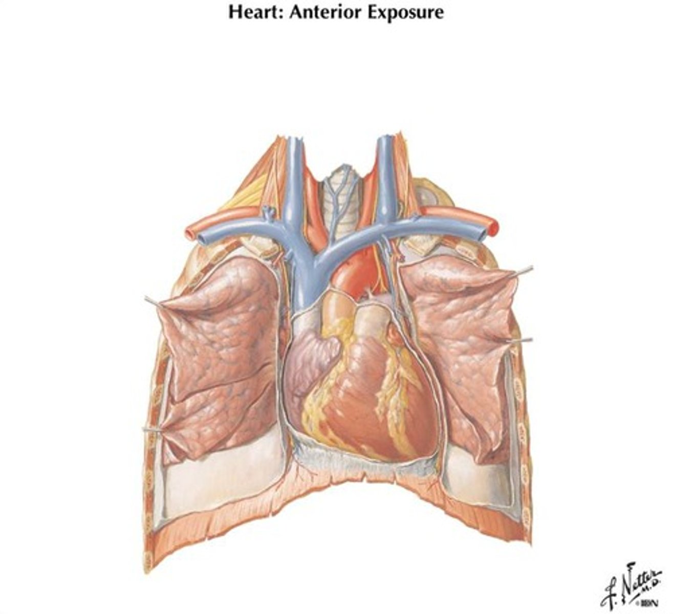 <p>Middle mediastinum.</p><p>2/3 of the heart's mass is just barely to the left of the midline.</p>
