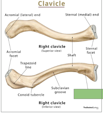 <p>Roughened area on the inferior surface of the medial clavicle</p>
