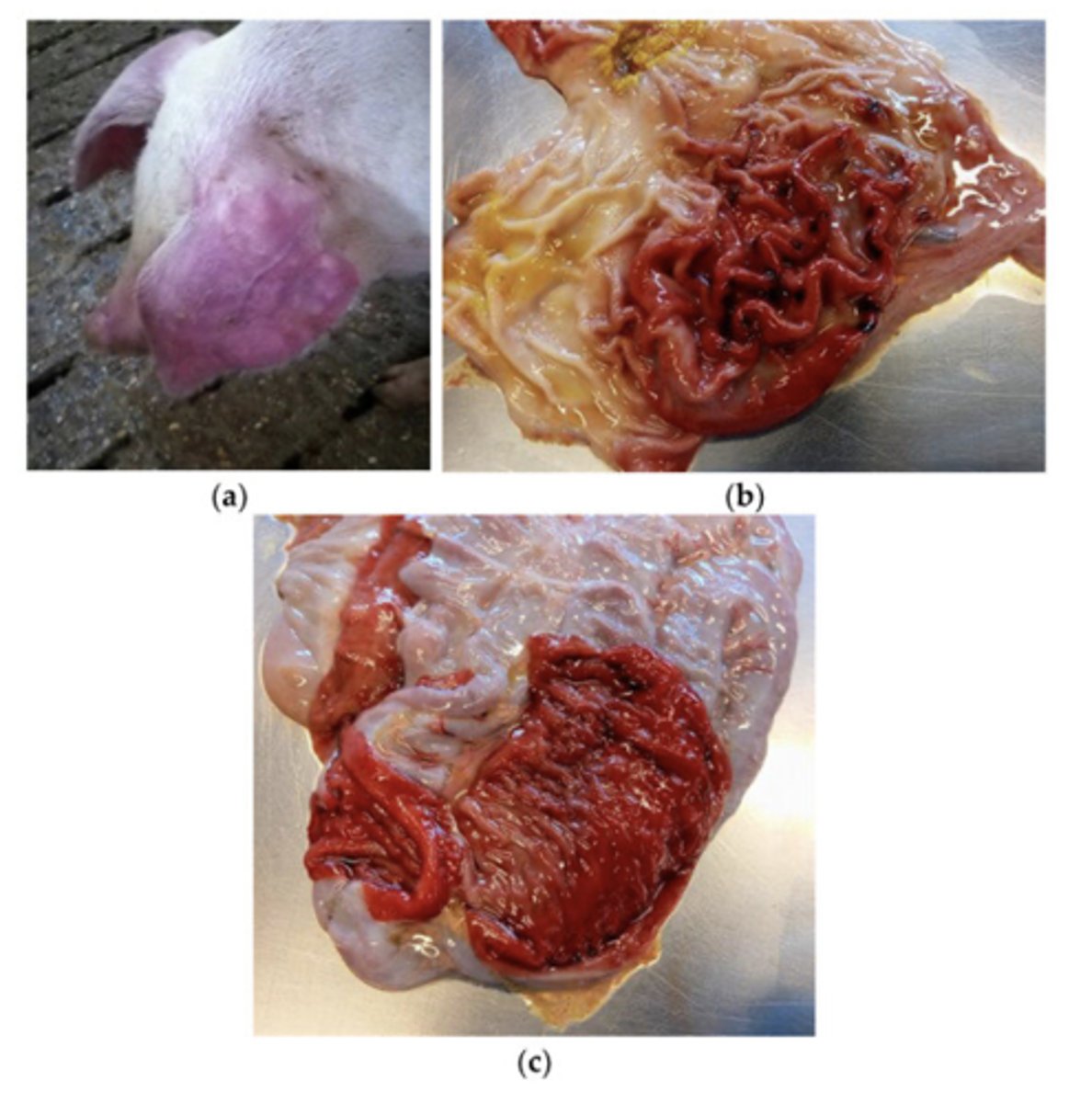 <p>pigs infected with Salmonella Choleraesuis</p>