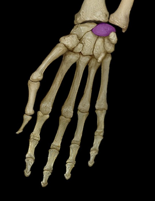 <p>second bone in proximal row</p>