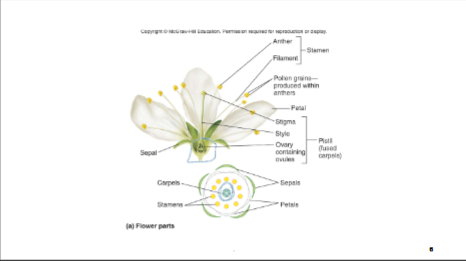<p>Sepals, Petals, Stamens, Carpels</p>