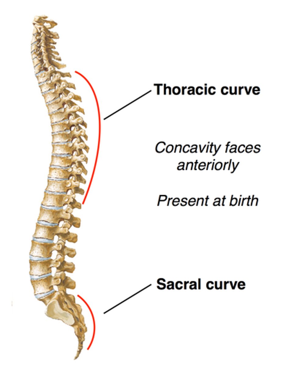<p>Kyphotic Curves</p>