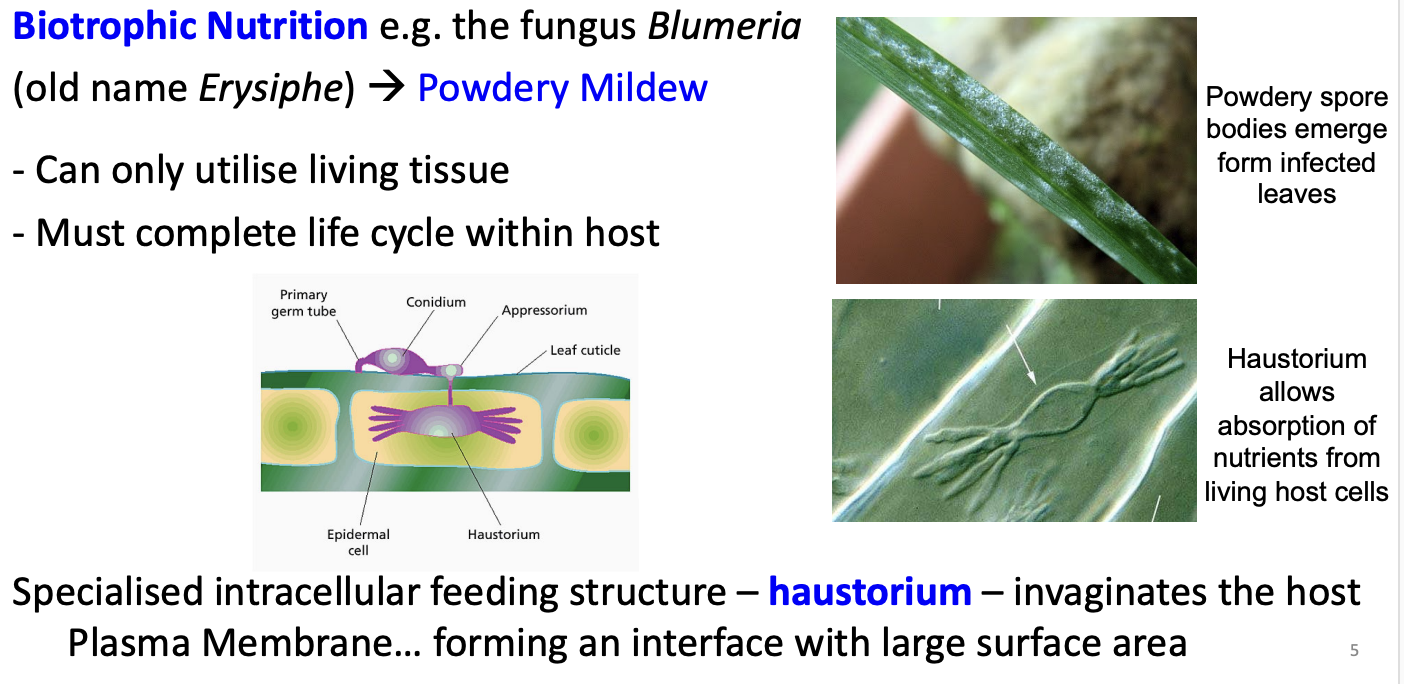 <ul><li><p>developed specialised feeding strucutures within the host</p><ul><li><p><strong>haustorium</strong></p></li><li><p><em>similar to arbuscle:</em></p></li><li><p><em>large surface area and host plasma membrane is not breached</em></p></li></ul></li></ul><p></p>